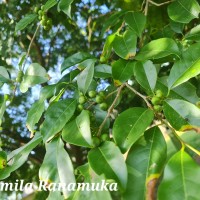 Margaritaria indica (Dalzell) Airy Shaw